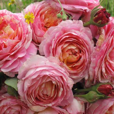 【7号鉢2年生苗】クロード モネ