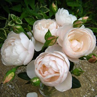 【7号鉢2年生苗】ブリーズ