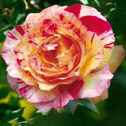 【7号鉢2年生苗】カミーユ ピサロ　