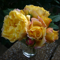 【7号鉢2年生苗】フランス アンフォ