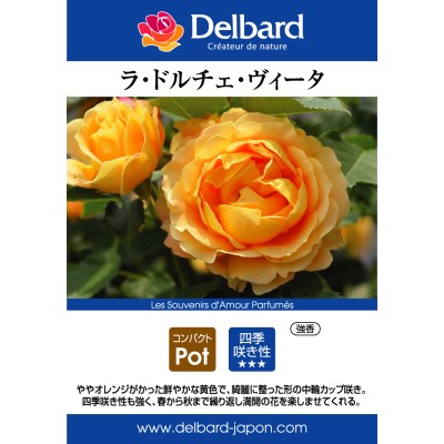 ラ ドルチェ ヴィータ｜バラ苗の通販の篠宮バラ園