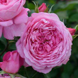 ピンク | 篠宮バラ園