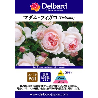 マダム フィガロ バラ苗の通販の篠宮バラ園