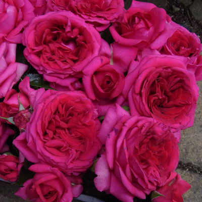 【7号鉢2年生苗】レジス マルコン