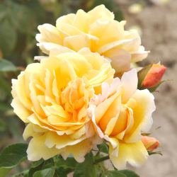 【7号鉢2年生苗】ソレイユ ヴァルティカル