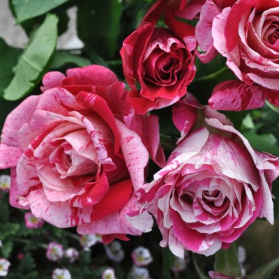 クレイジー トゥー｜バラ苗の通販の篠宮バラ園