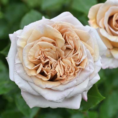 ブラウン | 篠宮バラ園