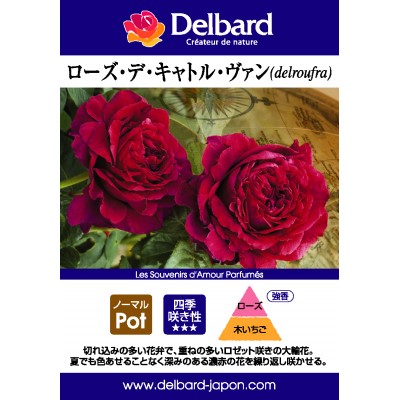 ローズ デ キャトル ヴァン｜バラ苗の通販の篠宮バラ園