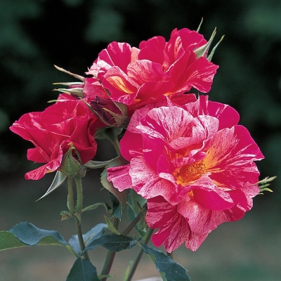 新商品・追加入荷 | バラ苗の通販の篠宮バラ園