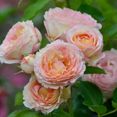 コンパクトなつるバラ | バラ苗の通販の篠宮バラ園