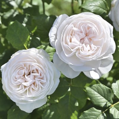 広い面をおおえるつるバラ | 篠宮バラ園