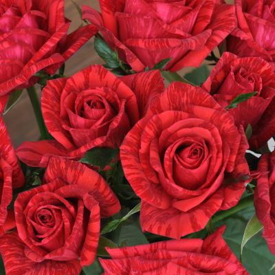 【7号鉢2年生苗】レッド インテューション