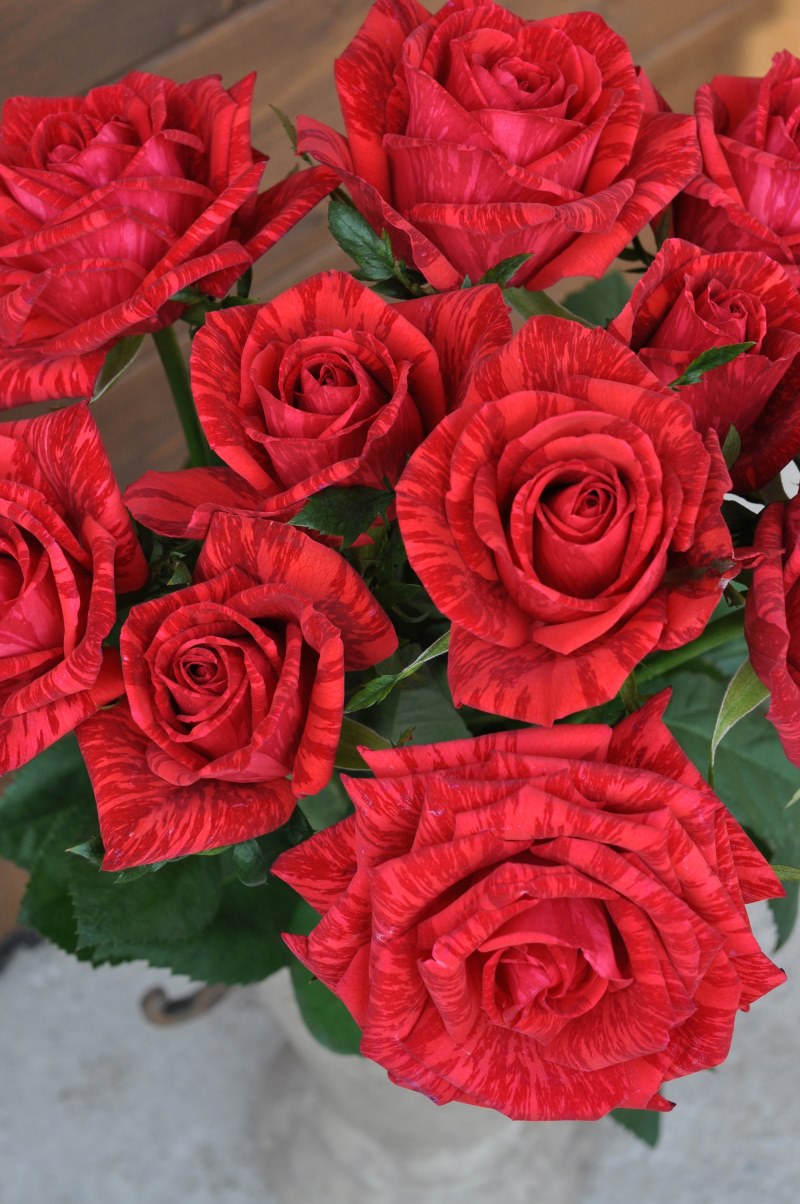 レッド インテューション｜バラ苗の通販の篠宮バラ園