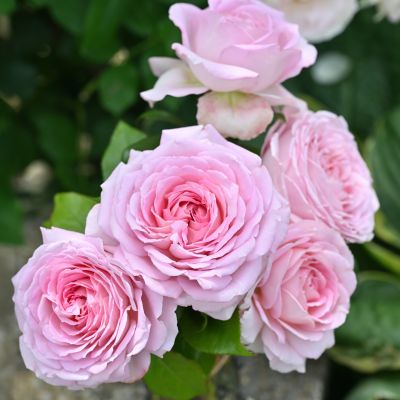 ピンク | 篠宮バラ園