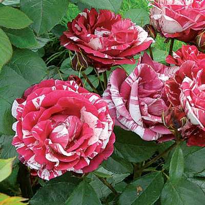 新商品・追加入荷 | バラ苗の通販の篠宮バラ園