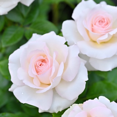 薄いピンク | 篠宮バラ園