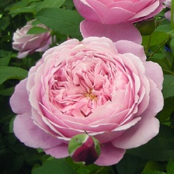 【7号鉢2年生苗】シャンテ ロゼ ミサト