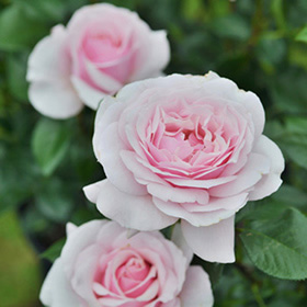 薔薇の名前('86仏/伊/西独) 薔薇の名前」 Le Nom de la Rose （1986 仏＝伊＝西独） - 事務