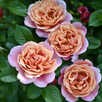 ブラウン | 篠宮バラ園