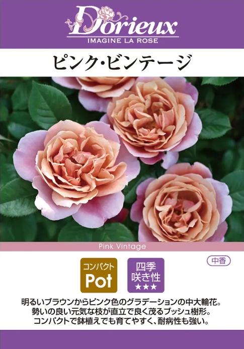 ピンク ビンテージ（20-21最新品種）｜バラ苗の通販の篠宮バラ園