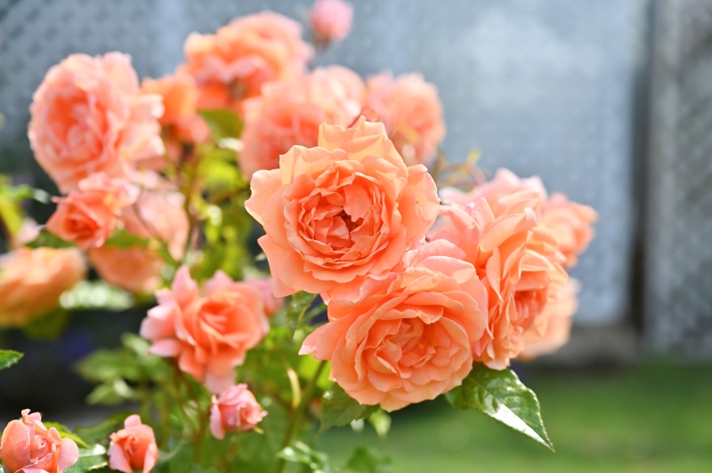 レ グラン ビュッフェ｜バラ苗の通販の篠宮バラ園