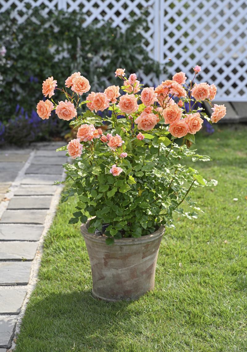 レ グラン ビュッフェ｜バラ苗の通販の篠宮バラ園