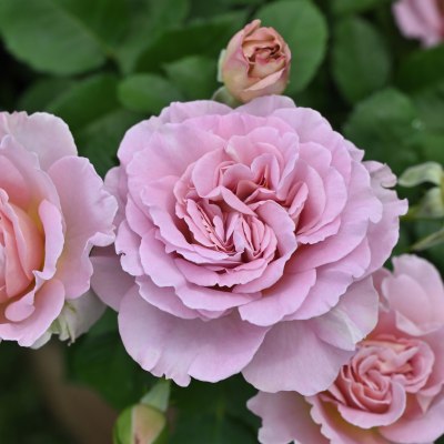 フリゼ｜バラ苗の通販の篠宮バラ園