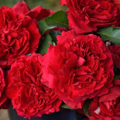 新商品・追加入荷 | バラ苗の通販の篠宮バラ園