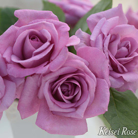 王妃アントワネット｜バラ苗の通販の篠宮バラ園