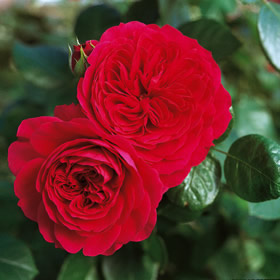 フレーズ｜バラ苗の通販の篠宮バラ園