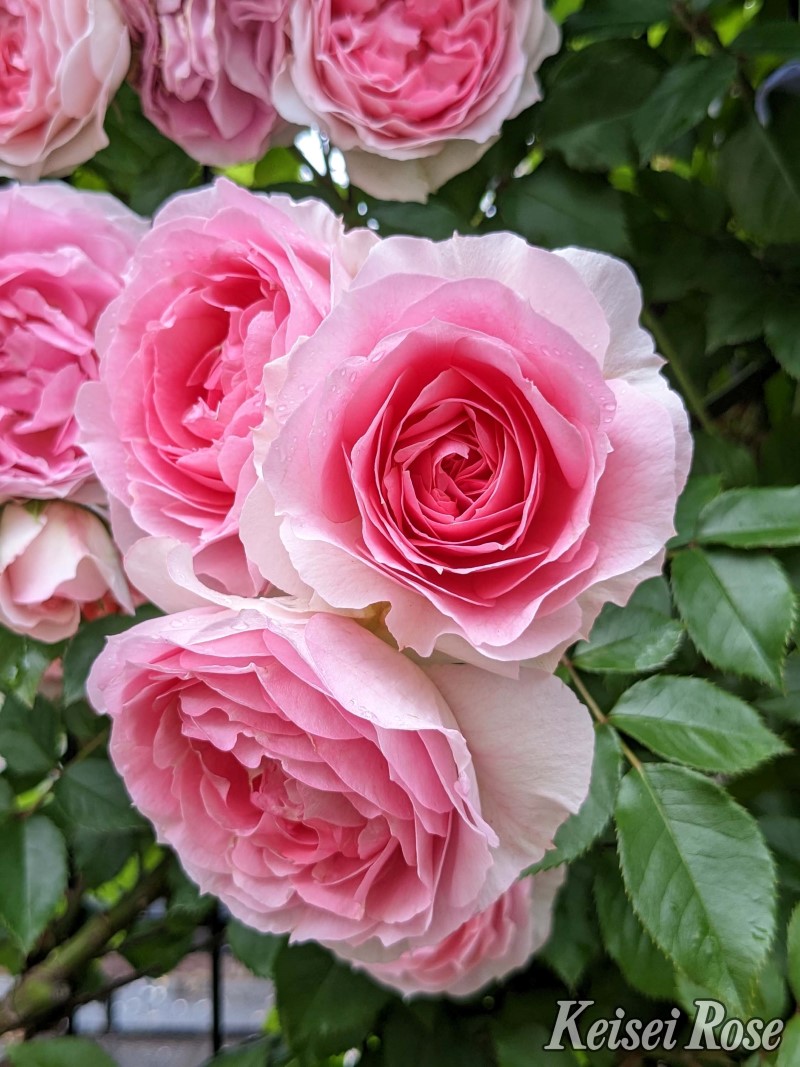 アミ ロマンティカ｜バラ苗の通販の篠宮バラ園