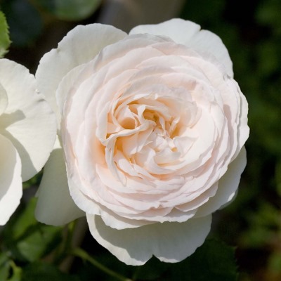 つるバラ系（CL） | バラ苗のネット通販の篠宮バラ園