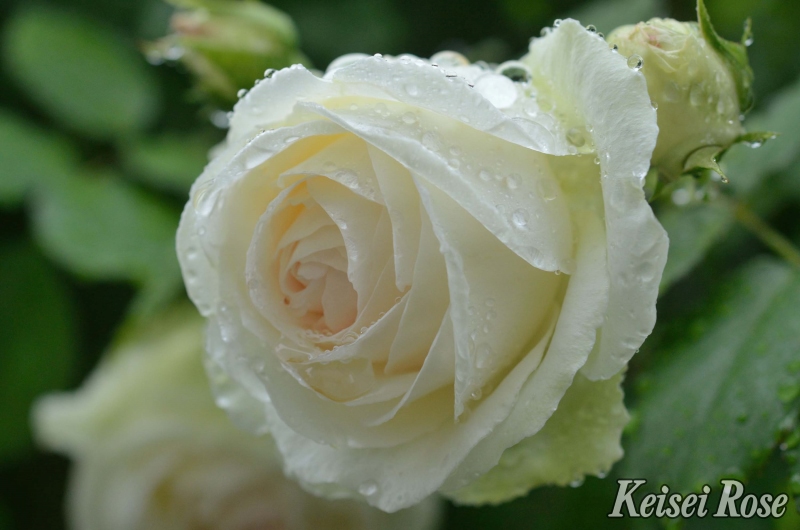 ブラン ピエール ドゥ ロンサール｜バラ苗の通販の篠宮バラ園