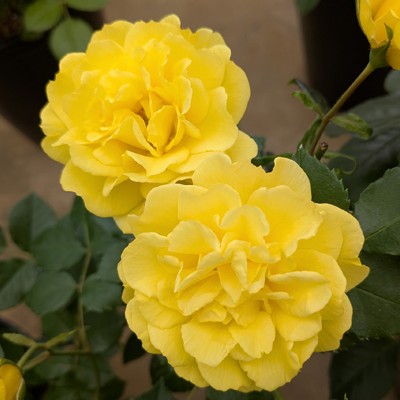 フロリバンダ（四季咲き中輪） | 篠宮バラ園