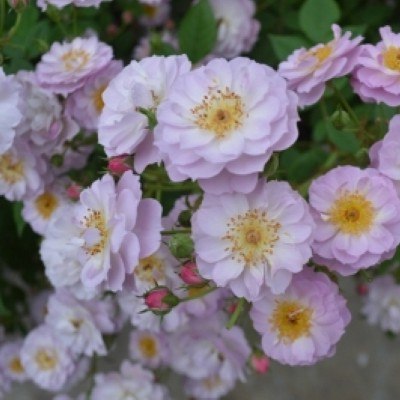 そらページ　つる薔薇　猫　（小鳥追加） そらページ つる薔薇 猫 （小鳥追加） そらページ つる薔薇 猫 （小鳥