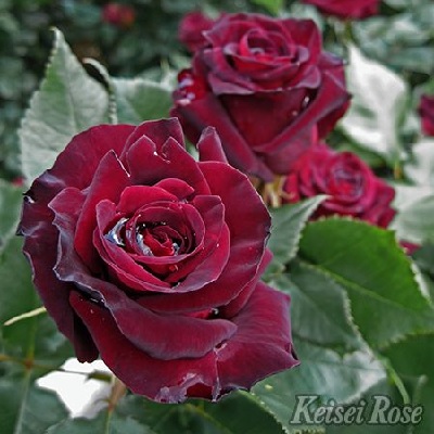 切りバラ苗【ブラックバカラ】 黒赤バラ　レア　開花済み　ポットごとメルカリ便発送 切りバラ苗 ブラックバカラ 黒ローズ 完全無農薬 ネコポス発送