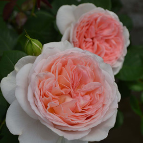 ピンク | 篠宮バラ園