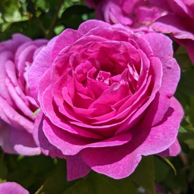 濃いピンク | 篠宮バラ園