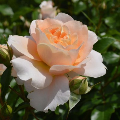 商品検索 | 篠宮バラ園