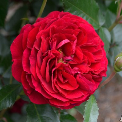 バラ中苗充実苗 　四季咲き中輪　コンパクト　花持ちいいです、病害虫に強いです バラ中苗充実苗 四季咲き中輪 コンパクト 花持ちいいです、病害虫に強い