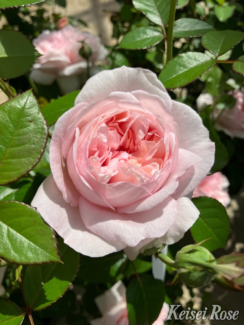 シェーンハイト｜バラ苗の通販の篠宮バラ園