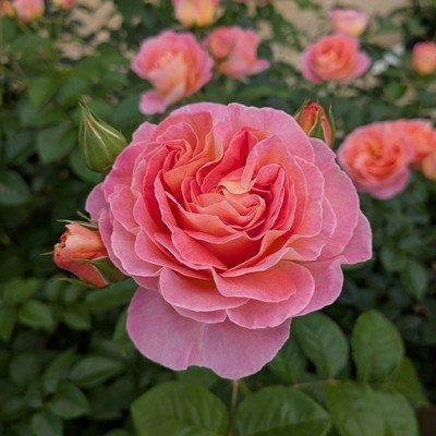 バラ中苗充実苗 　四季咲き中輪　コンパクト　花持ちいいです、病害虫に強いです バラ中苗充実苗 四季咲き中輪 コンパクト 花持ちいいです、病害虫に強い