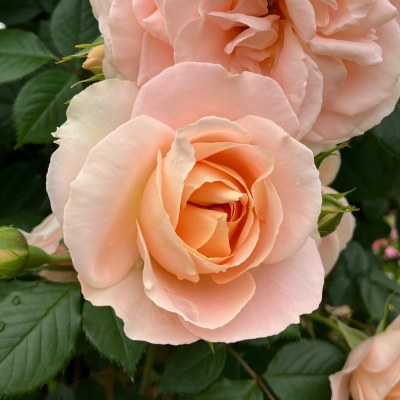 ブランデー ｜バラ苗の通販の篠宮バラ園