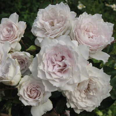 s.k.y-i★未仕立て　 仮絵羽 　白地　薄紫系　薔薇　リメイク s.k.y-i様専用☆未仕立て 仮絵羽 白地 薄紫系 薔薇 リメイク