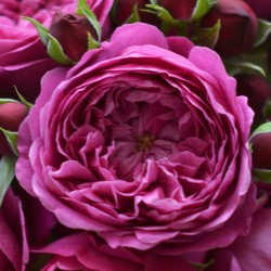 濃い紫 | 篠宮バラ園