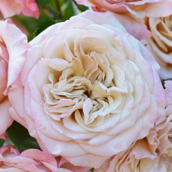 バラの苗 薄いピンクとクリーム色 薄いピンク | 篠宮バラ園