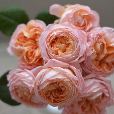 薄いピンク | 篠宮バラ園