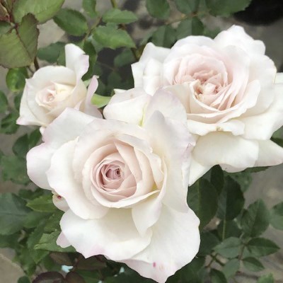 【7号鉢2年生苗】いぶき・伊吹