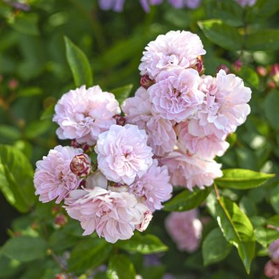 新商品・追加入荷 | バラ苗の通販の篠宮バラ園