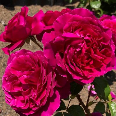 完全終了！蕾複数❤️超強香！超強健種！複色の香りバラ苗 完全終了！蕾複数❤️超強香！超強健種！複色の香りバラ